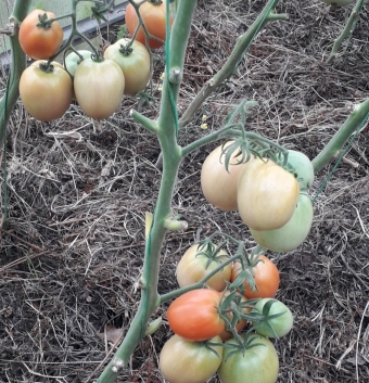 Отличный и урожайный сорт томата