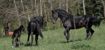 Обои с лошадьми. Кабардинская лошадь 