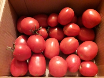 Отличный и урожайный сорт томата