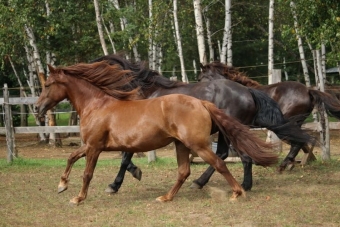 Обои с лошадьми. Канадская лошадь 