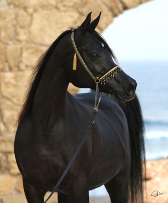 Обои с лошадьми. Арабская лошадь