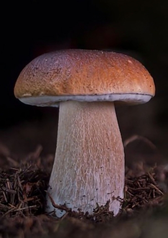 Эстетика с грибами. 2 часть