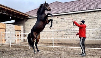 Обои с лошадьми. Кабардинская лошадь 