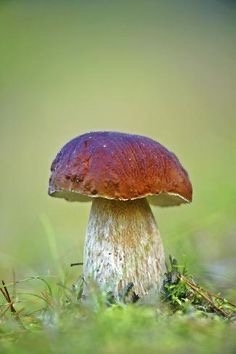 Эстетика с грибами. 1 часть