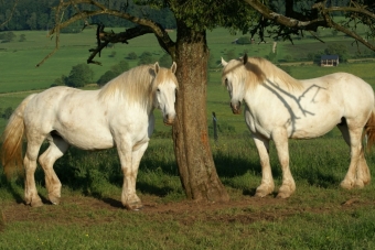 Обои с лошадьми. Булонская порода. 