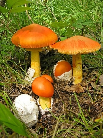 Эстетика с грибами. 2 часть
