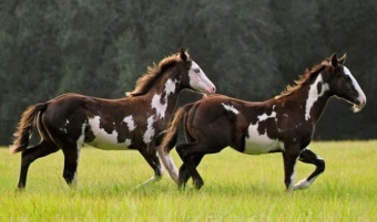 Обои с лошадьми. Американский Пейнтхорс
