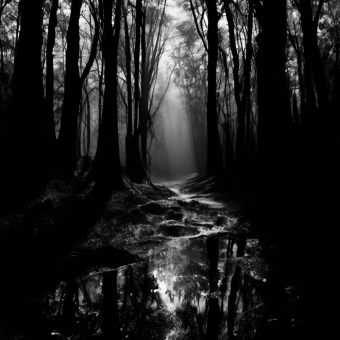 Тени в темном лесу