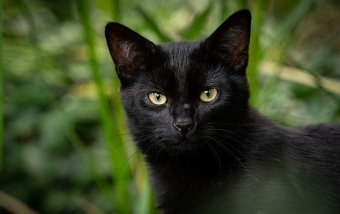 17 ноября – День черной кошки