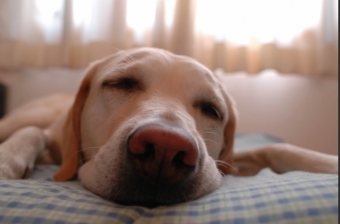 К чему снится собака ?