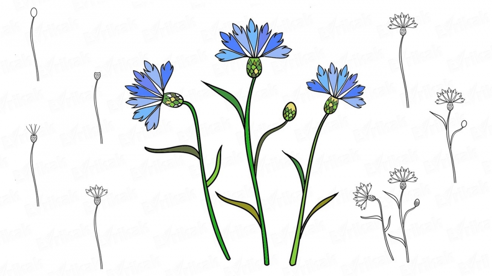 Как нарисовать поэтапно цветок - розу, лилию, незабудку, мак карандашом и красками, фото 10