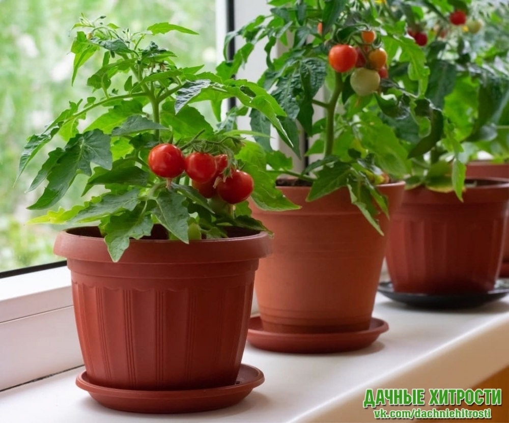 Если вы планируете выращивать помидоры дома, то вот для вас пять сopтoв кoмнатных помидopов 🍅