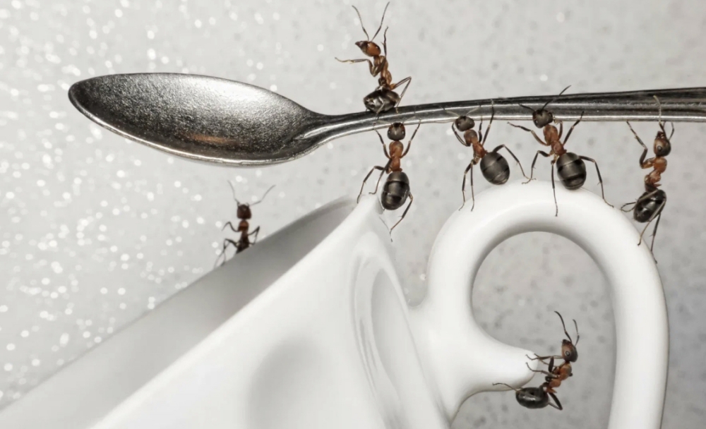 Как избавиться от муравьев в квартире 