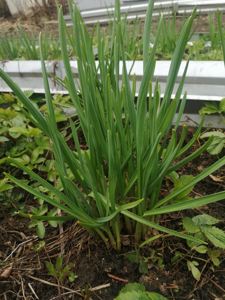 Чеснок мужчинам для пополнения мужской силы. , фото 1