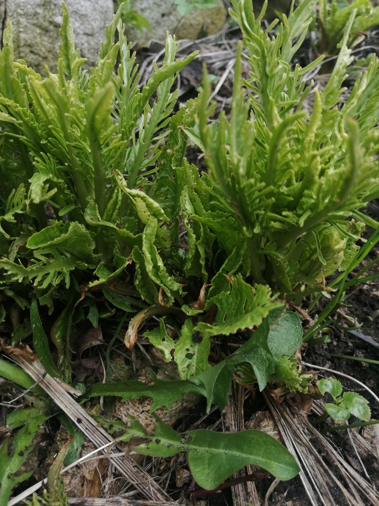 Чеснок мужчинам для пополнения мужской силы. , фото 2