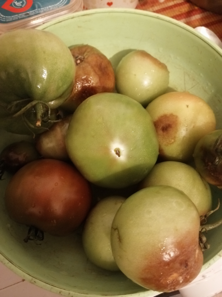 Рецепт из зелёных помидор. , фото 1 Рецепт из зелёных помидор. , фото 1