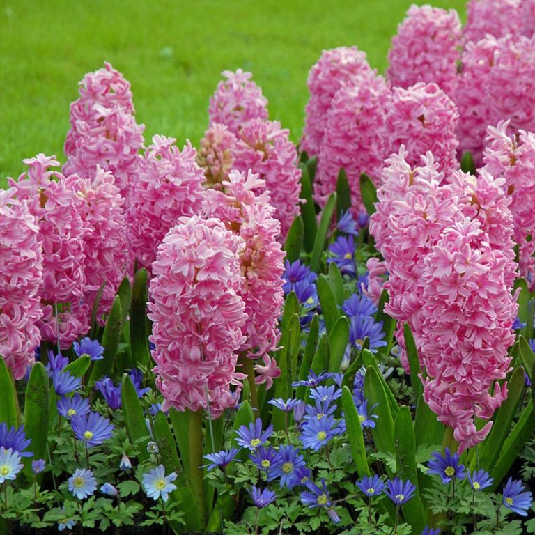 Какие удобрения лучше использовать, чтобы подкормить после зимы многолетники?