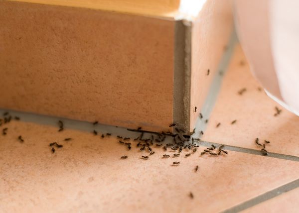 10 эффективных способов избавиться от муравьев в доме