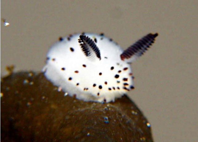 Где живут морские кролики?