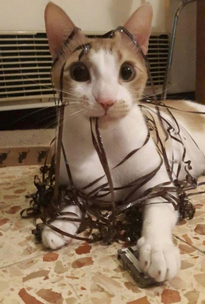 Моя подборка смешных картинок с кошками, фото 15