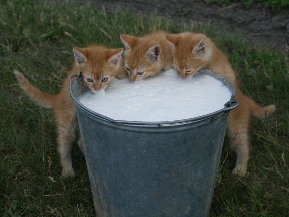 Моя подборка смешных картинок с кошками, фото 19