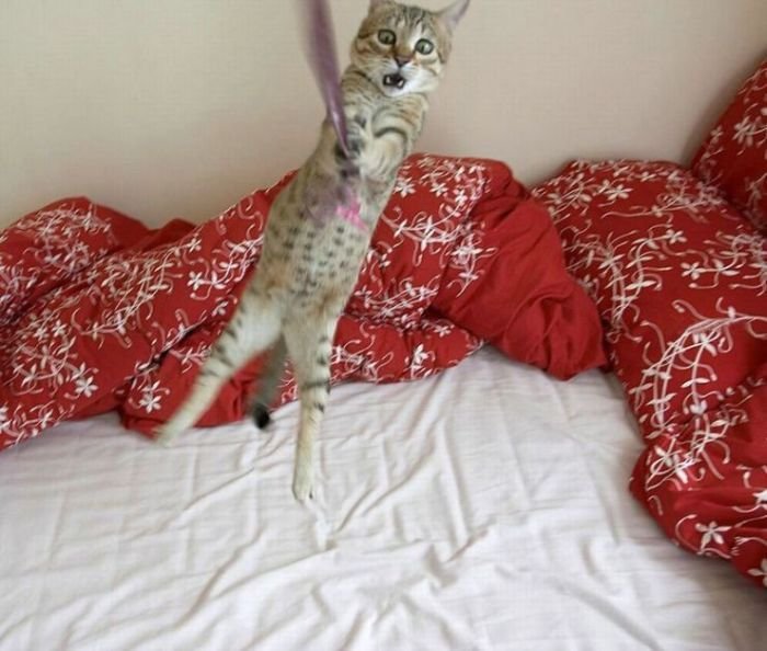 Моя подборка смешных картинок с кошками, фото 6