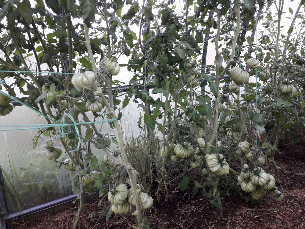 Отличный сорт томата Нина, фото 1 Отличный сорт томата Нина, фото 1