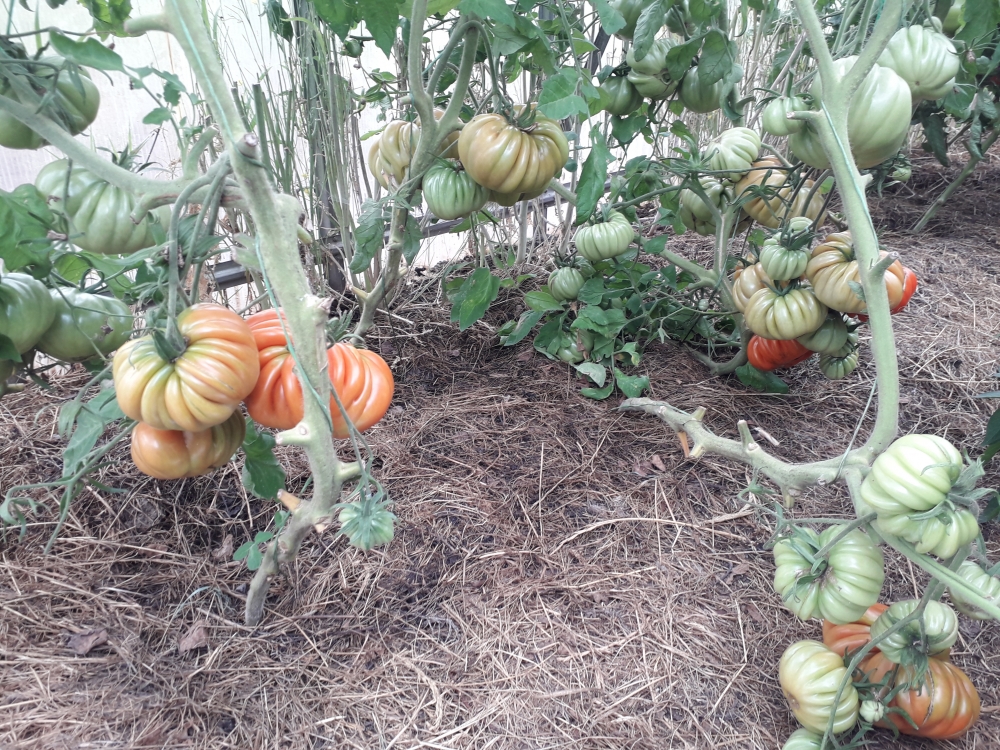 Отличный сорт томата Нина, фото 2 Отличный сорт томата Нина, фото 2