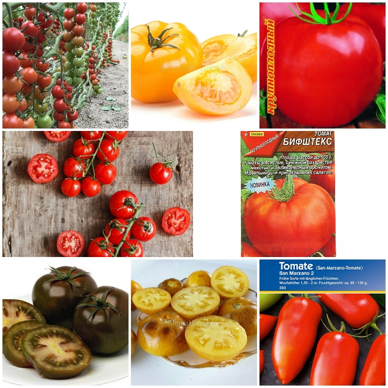 Скоро сезон посадки! ''10 ростов помидоров 🍅