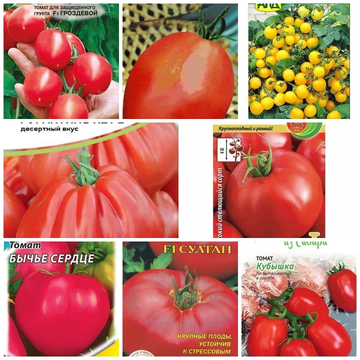 Лучшие сорта томатов 2023 года