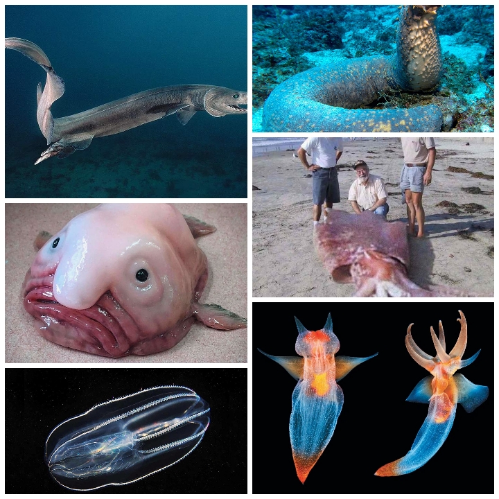 Секреты глубин океана: 10 удивительных морских существ 
