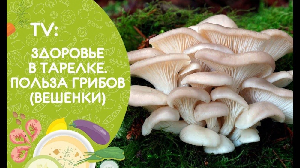 Вешенки – это вкусные и полезные грибы,