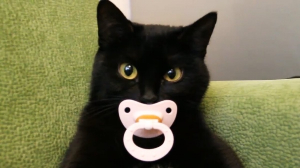 Моя подборка смешных картинок с кошками, фото 7