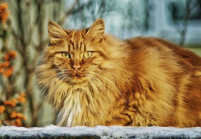 Рабочие дни кота Примуса
