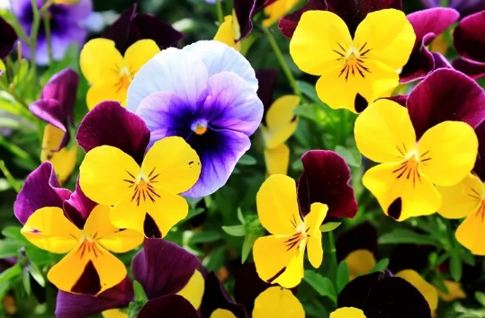 Съедобные цветы, которые вы можете вырастить даже дома