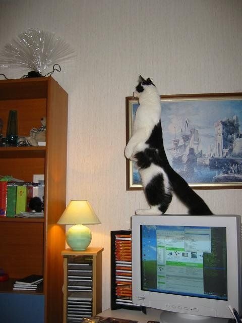 Моя подборка смешных картинок с кошками, фото 9