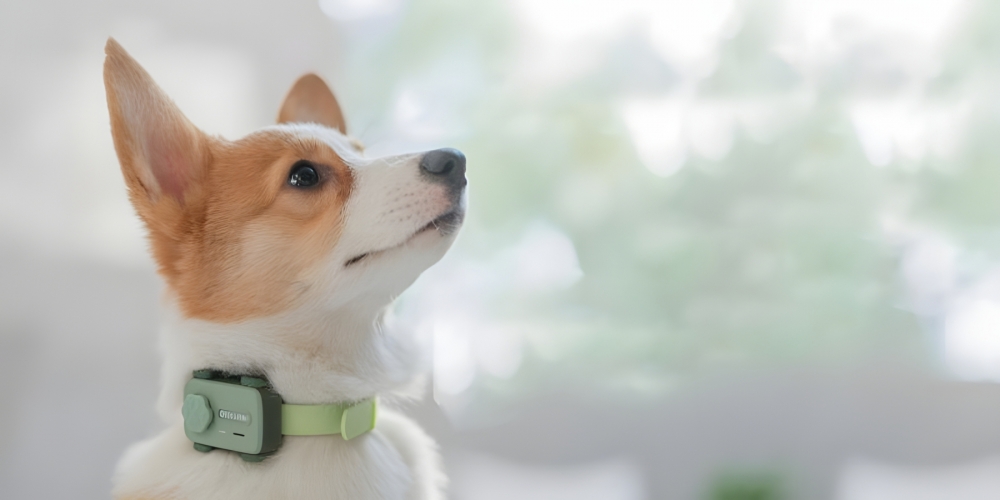 Революционный PetPhone: Смартфон для вашего любимого питомца 📱🐶🐱