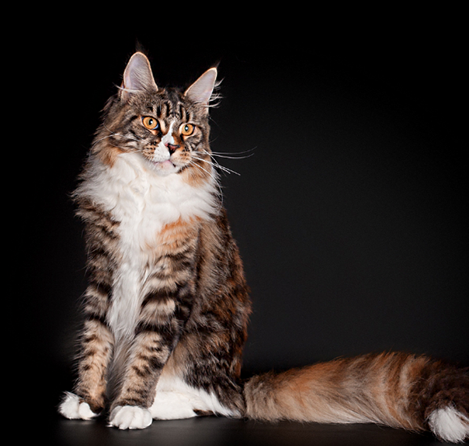 Как кошки узнают своих хозяев?