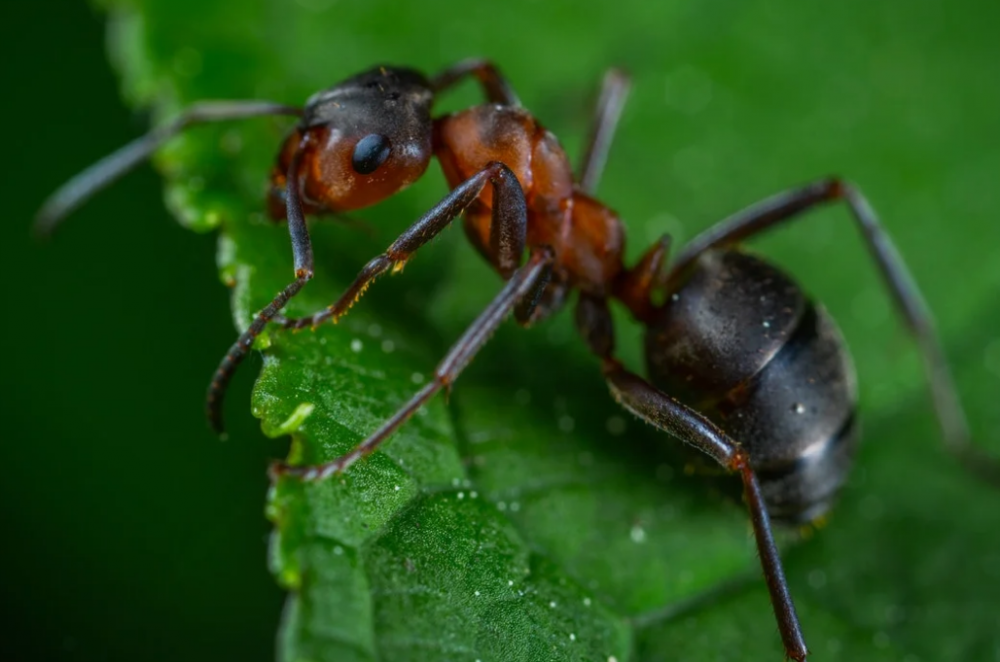 У муравьев есть зубы. Вот как они сохраняют их острыми.