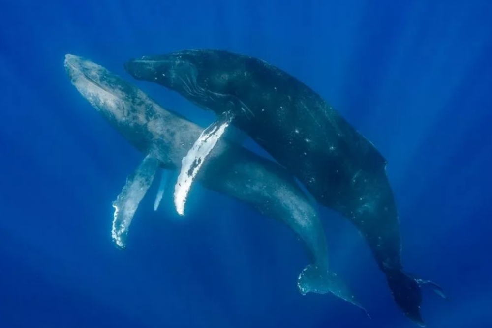 Ученые впервые запечатлели однополых китов, занимающихся сексом под водой