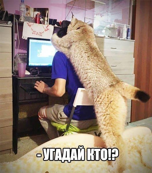 Моя подборка смешных картинок с кошками, фото 2