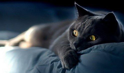 Правда ли, что коты лечат?