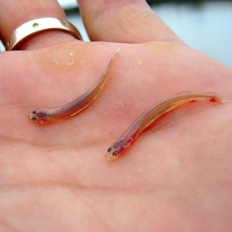 Почему не стоить мочиться в реку Амазонку?