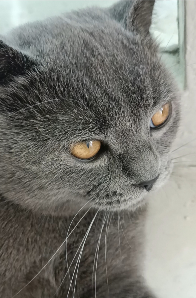 Почему кот мяукает по утрам?