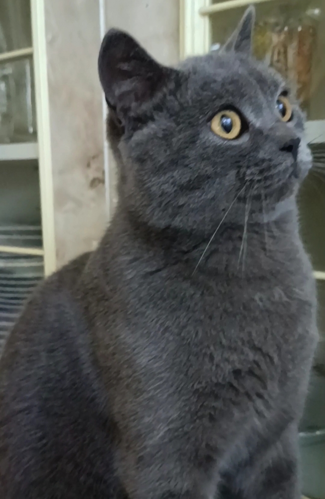 Как отучить кота точить когти об диван?