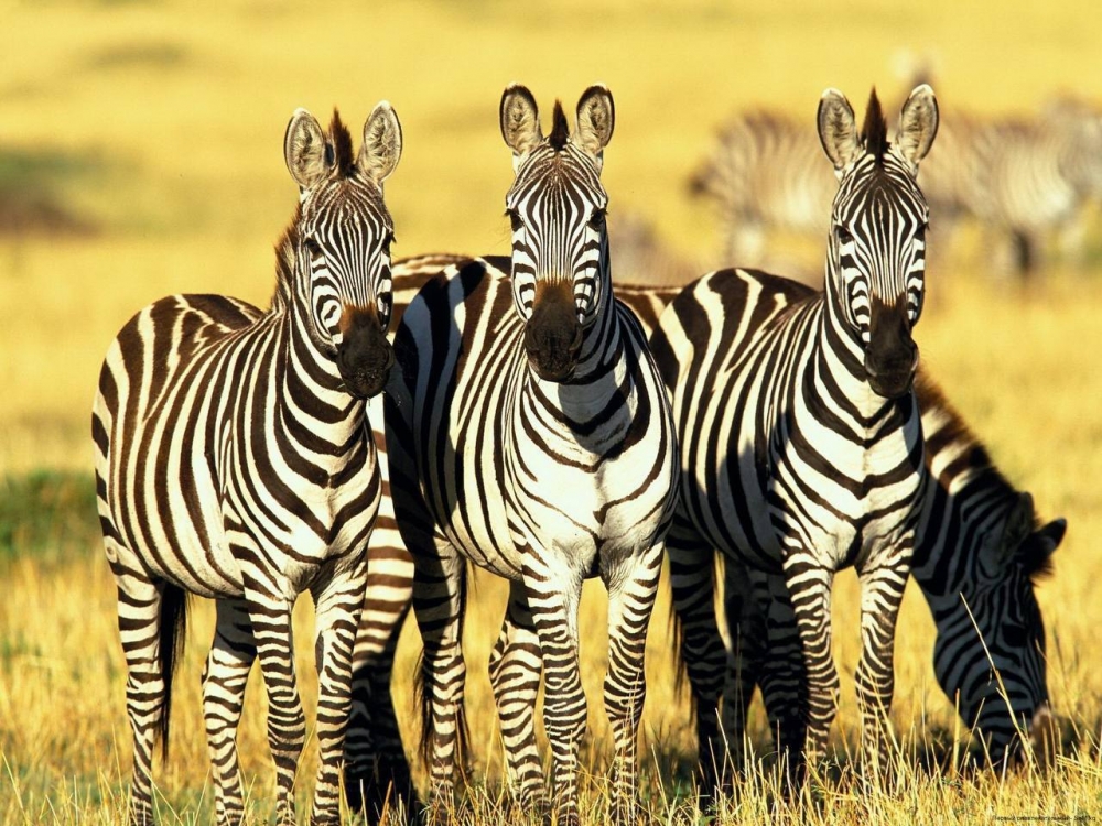 Каждая зебра имеет уникальный рисунок, подобно отпечаткам пальцев у человека.