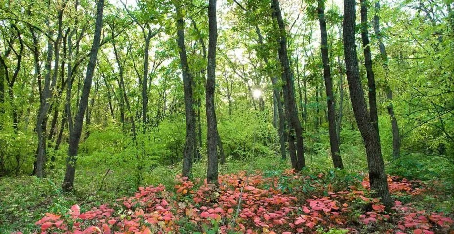 🌿 Агармышский лес - жемчужина Крымского полуострова 💎