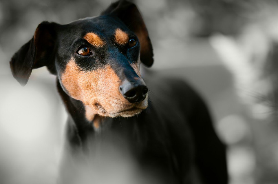 🐶 Новый закон о домашних животных: Штраф за безответственность