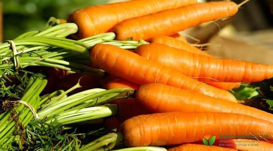 Ешьте морковку регулярно 🥕