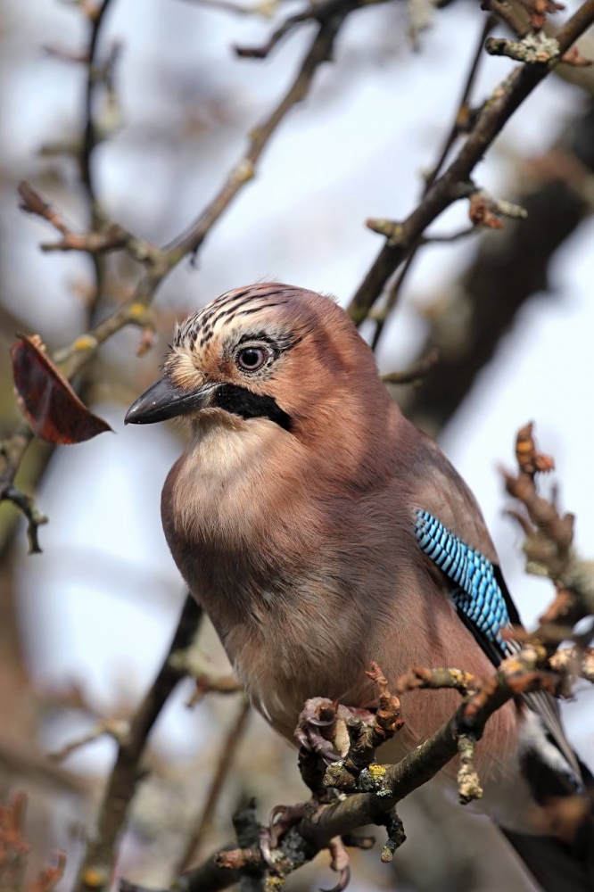 Сойка: Не просто птица, а настоящая лесная королева драмы и ворюга сосисок! 🐧🎭